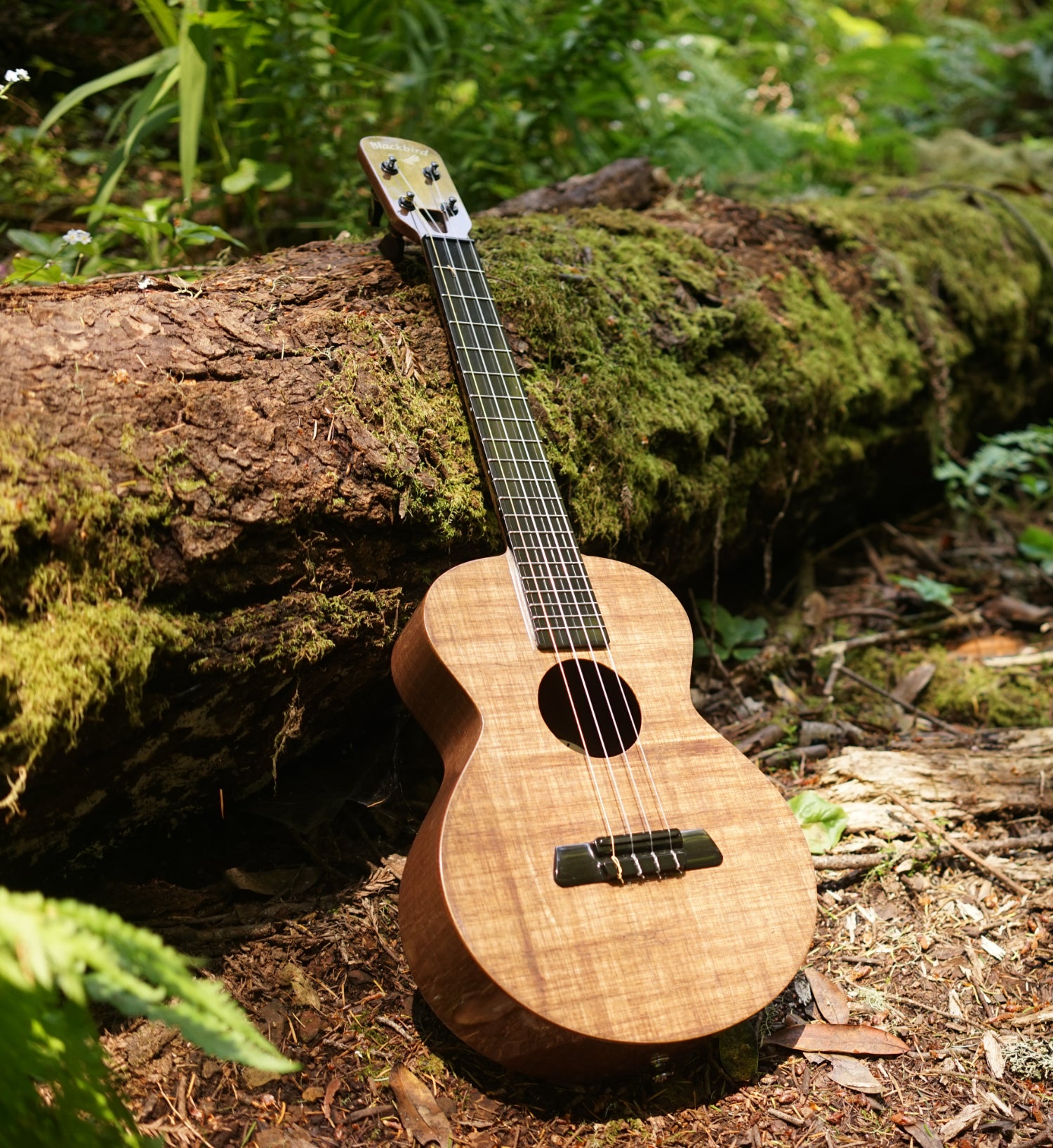Farallon Ekoa Tenor Ukulele - Blackbird Guitars